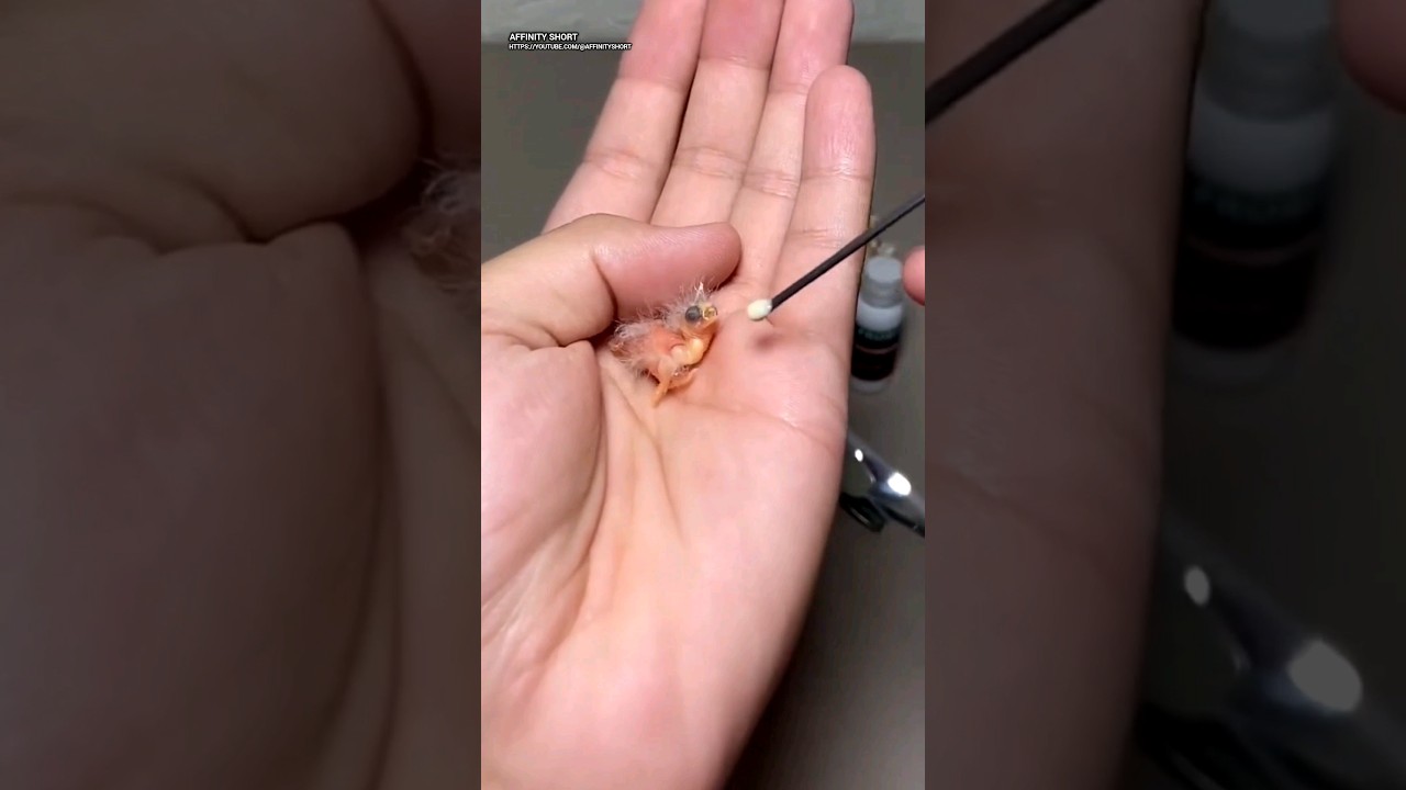 Baby bird feeding #babybird #shorts