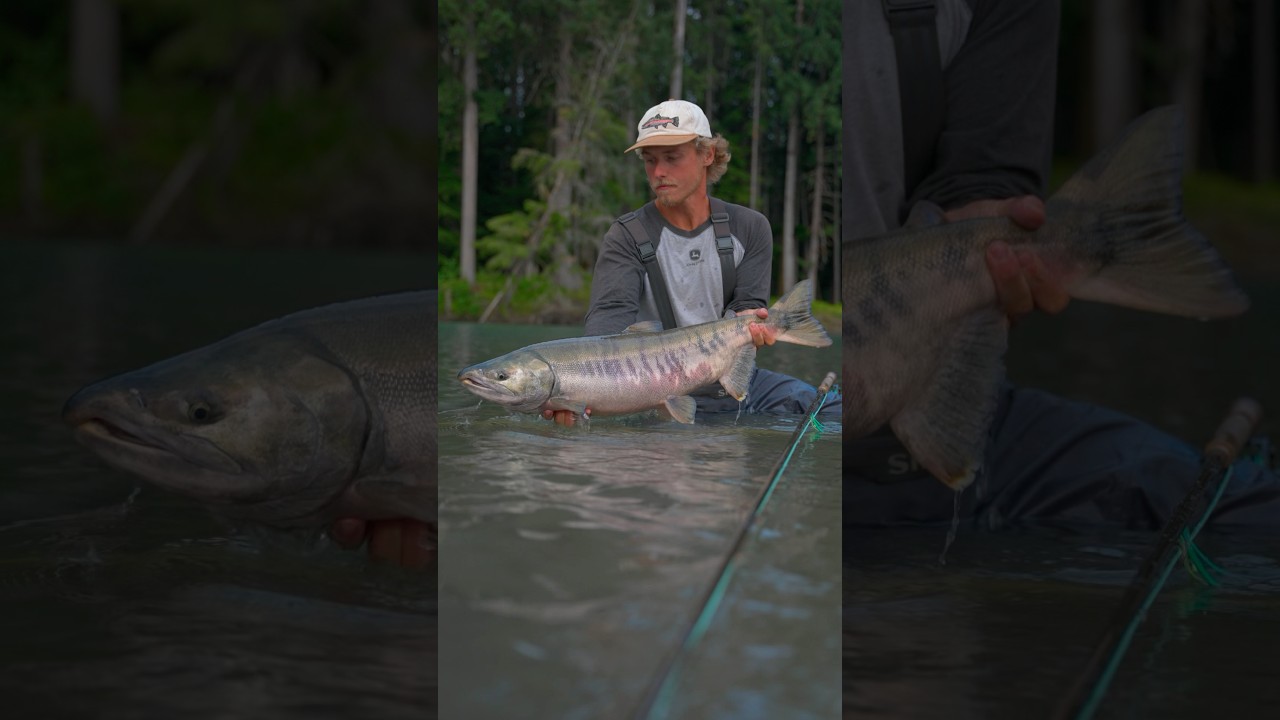 Spey fishing in Northern BC Canada #flyfishing #speycasting #salmon #salmonfishing