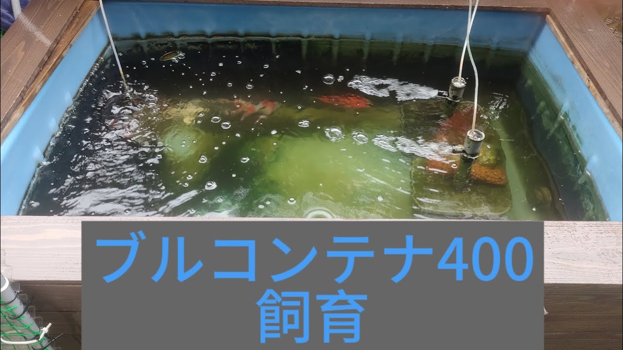 【錦鯉】ブルコンテナ400飼育