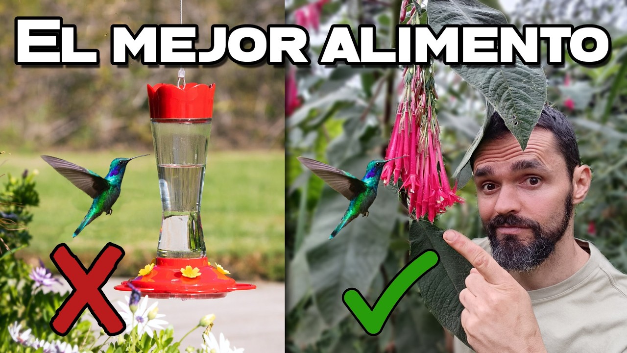 No los alimentes más! Planta esto!