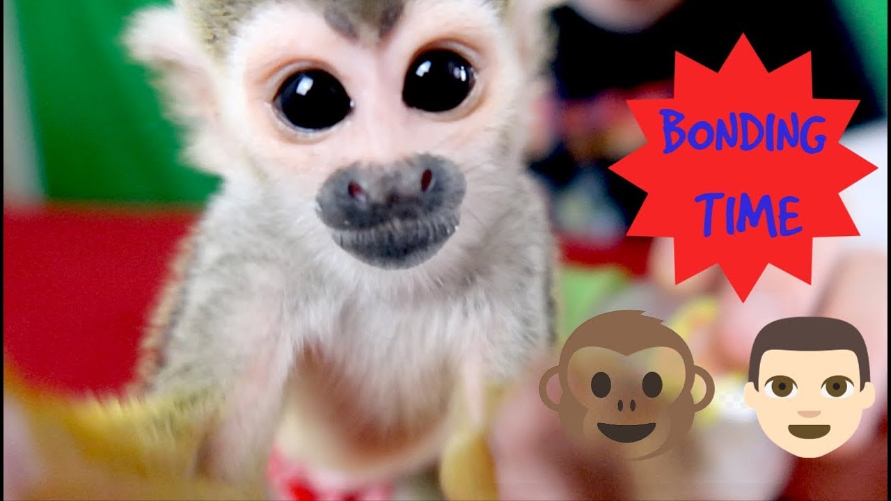 oLLie the Monkey Bonding Time!! (Competition Announcement)