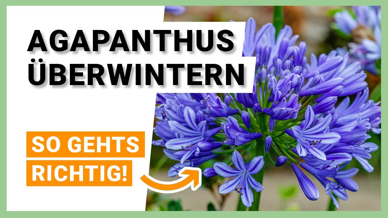 Agapanthus richtig überwintern: Pflege- & Pflanzentipps