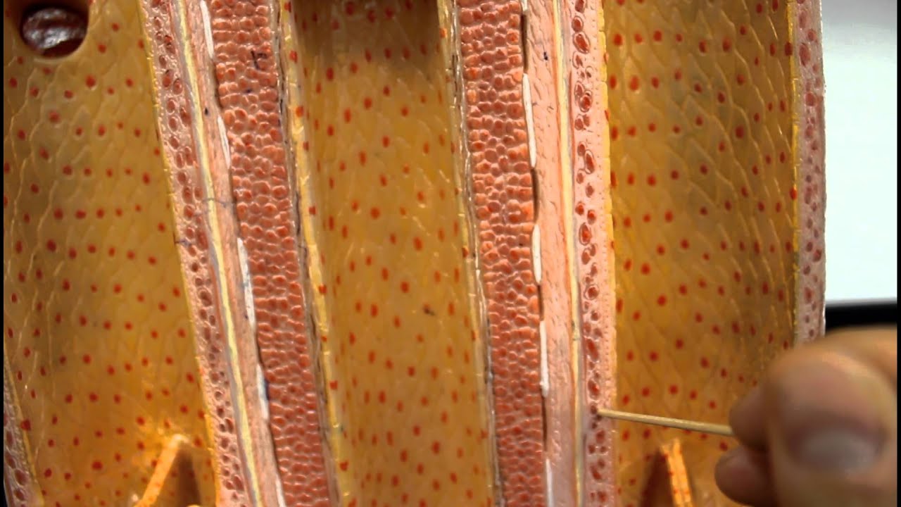 CIRCULATORY SYSTEM ANATOMY: Blood vessel layers model description