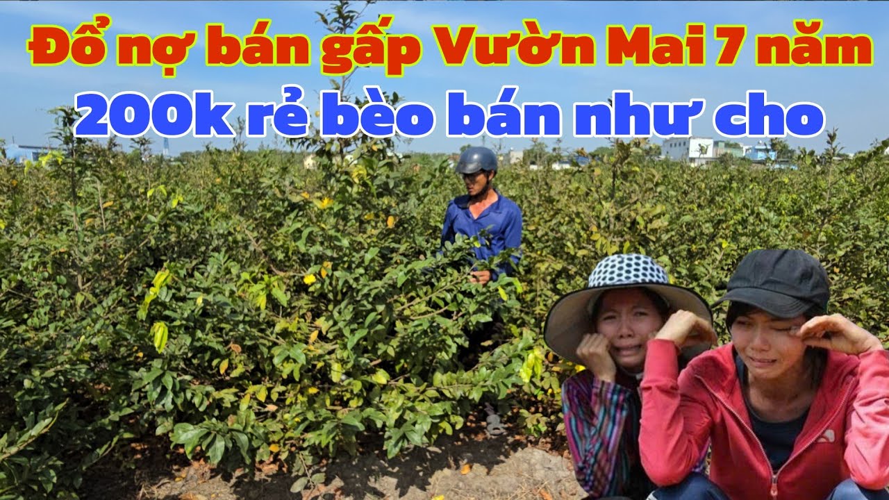 Mùng 3 tết chủ đổ nợ cầu cứu bán rẻ vườn Mai Bình Lợi 7 năm tuổi rẻ như cho 