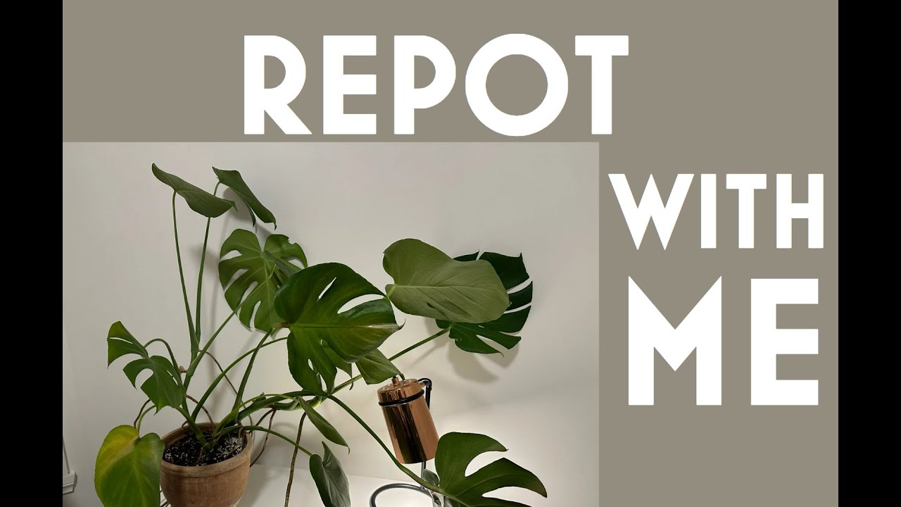 How to Fix a Leaning Monstera: Repotting Step-by-Step