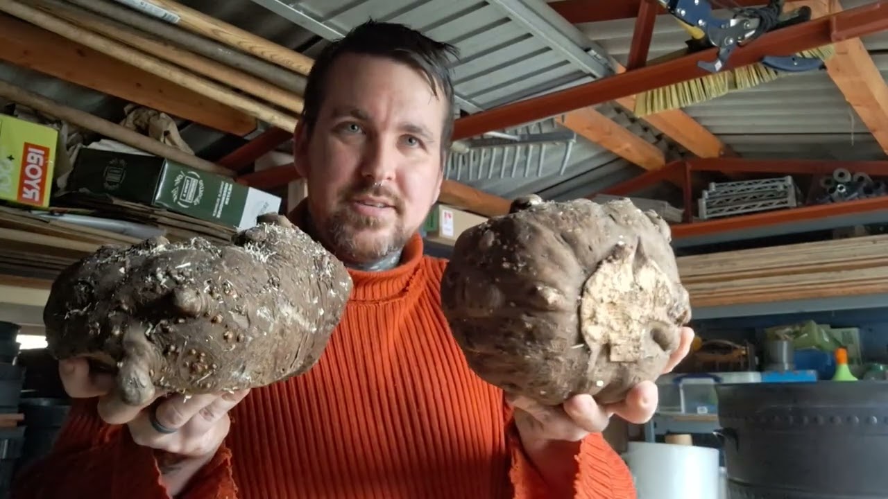 Potting up amorphophallus konjac and sauromatum venosum.