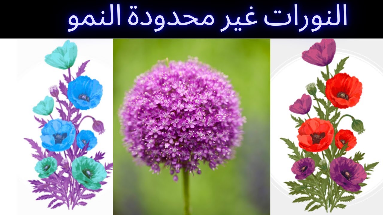 النورات غير محدودة النمو | أحياء | حصص الشهادة السودانية