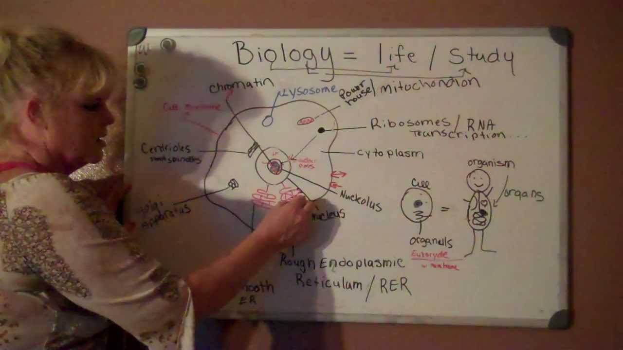Animal Cell- Biology Made Easy