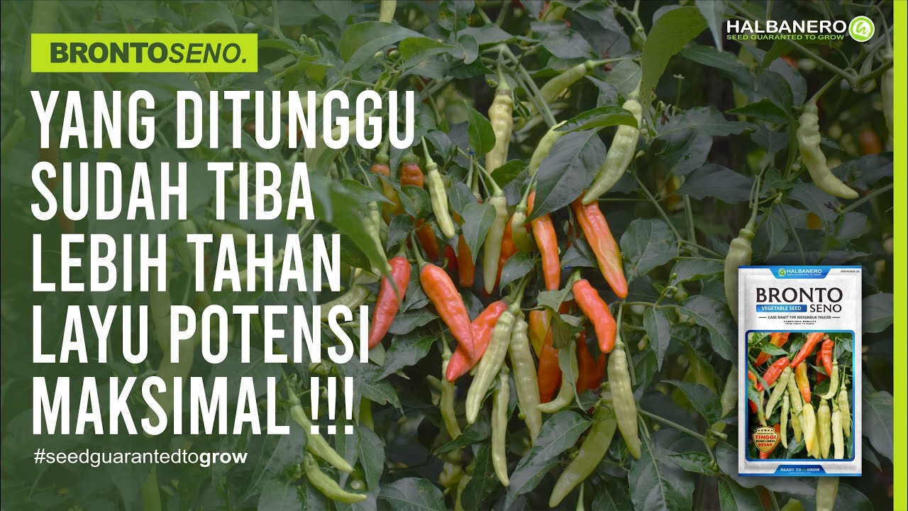 YANG DI TUNGGU SUDAH TIBA ‼️ CRM BRONTOSENO HADIR DENGAN POTENSI HASIL YANG MAXIMAL !!