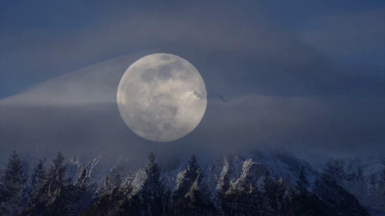 Voyage à la recherche des loups de Roumanie