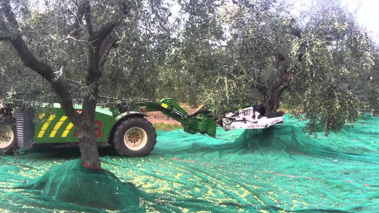 Macchina MX3 SICMA per la raccolta olive al lavoro 2011.MOV
