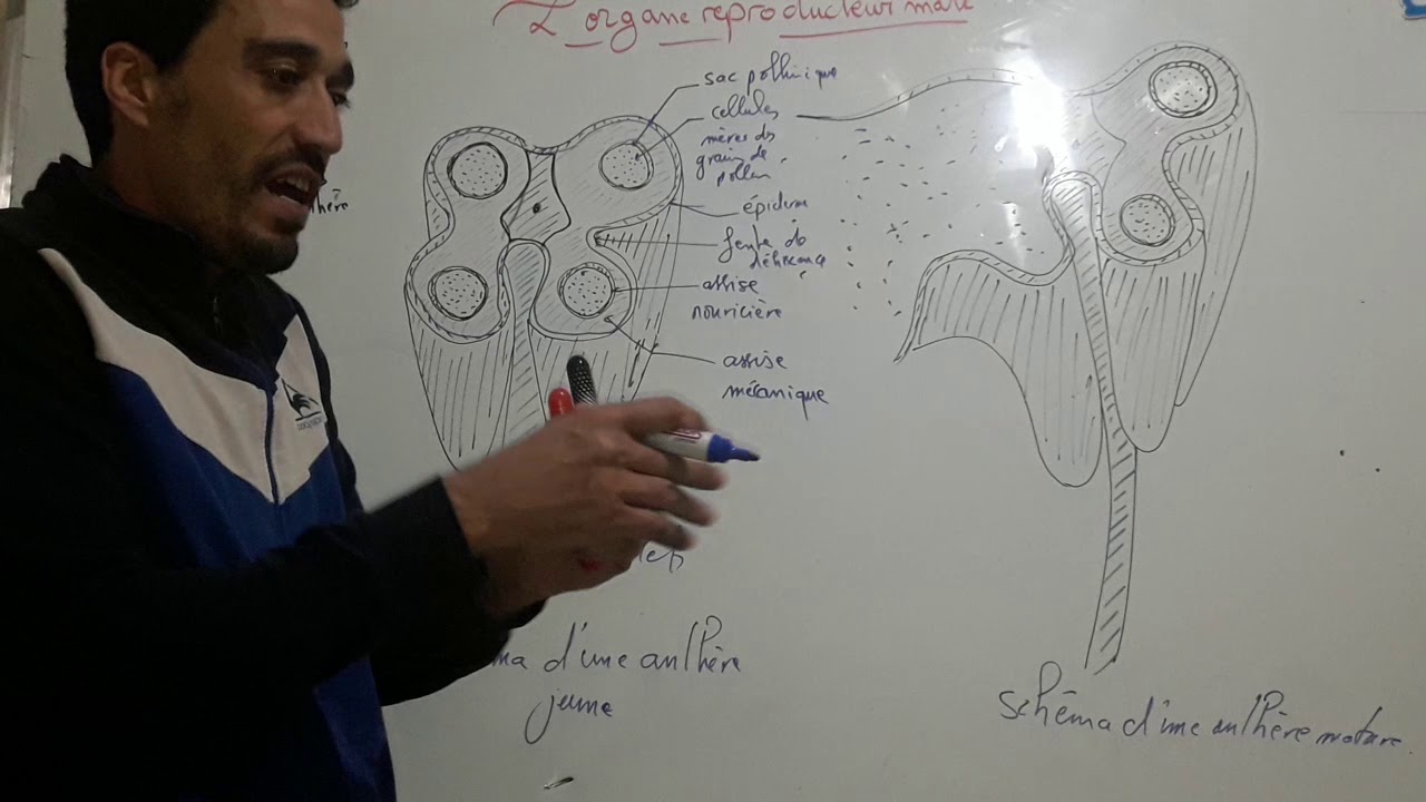 La reproduction sexuée chez les angiospermes : La structure de l'anthère