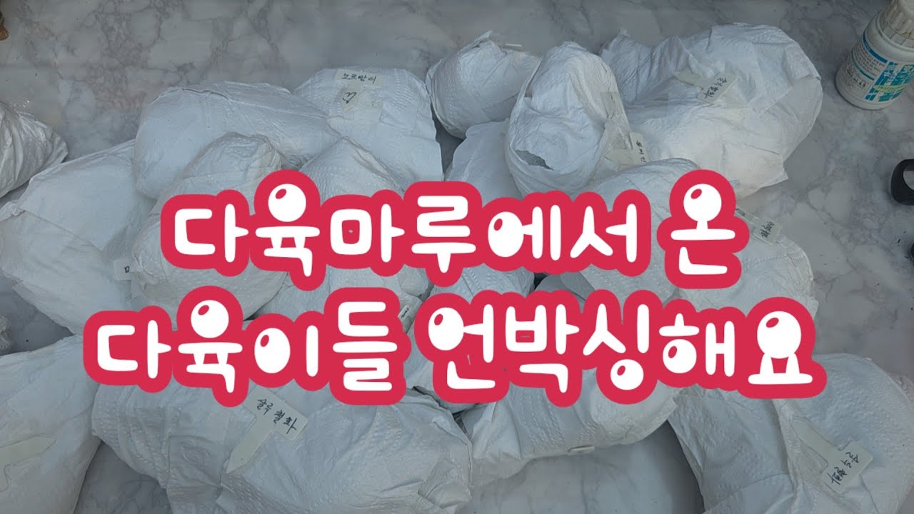 다육마루에서 온 다육이들 언박싱해요! 담고보니 같은 농장 ~ 제 취향 저격하는 다육마루네요~ 오늘도 예쁜 애들 풀러풀러~보아요! 소형 철화가 저는 더 더 좋아요~