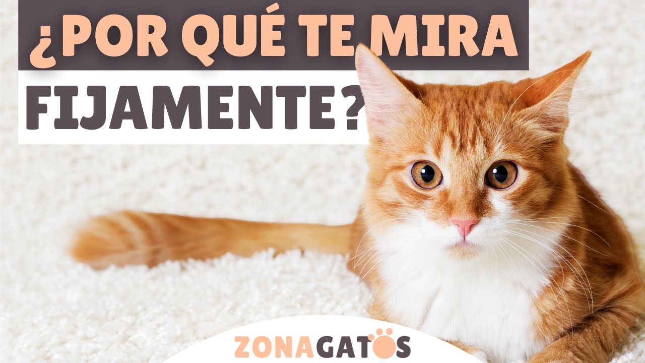 ¿Tu gato TE MIRA FIJAMENTE? ➡️ Estos son los 5 MOTIVOS