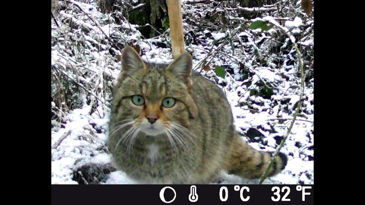 &Uuml;berraschung mitten in den Brombeeren. Tages und Nachtaufnahmen, Wildkatze in der Altmark 2022.