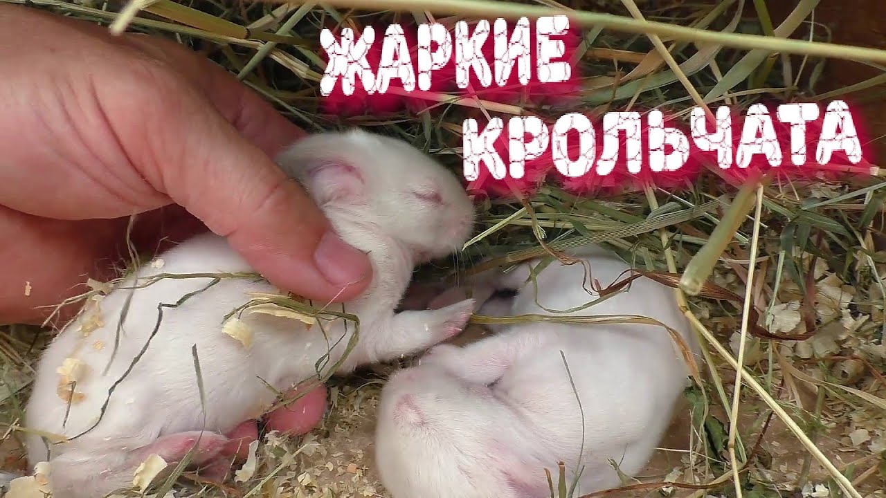 РЕЗУЛЬТАТЫ ОКРОЛОВ В ЖАРУ РОЖДЕНИЕ КРОЛЬЧАТ Кролики содержание и разведение