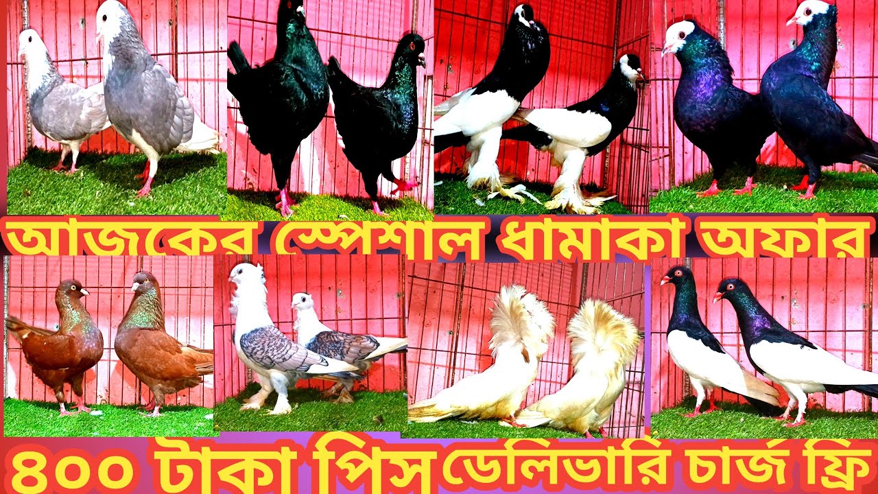 রাব্বি ভাই খাবার থেকে কবুতর কি উন্নত জাতের ফেন্সি কবুতর মেকপাই পোর্টাল মুখে  সিলভার গোল্লা ইত্যাদি  
