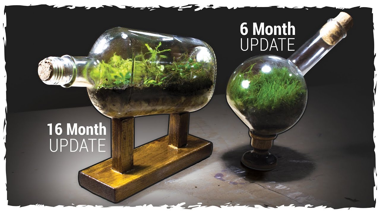 Mossarium 6 Mo Update + Ship-in-a-Bottle Terrarium 16 Mo Update
