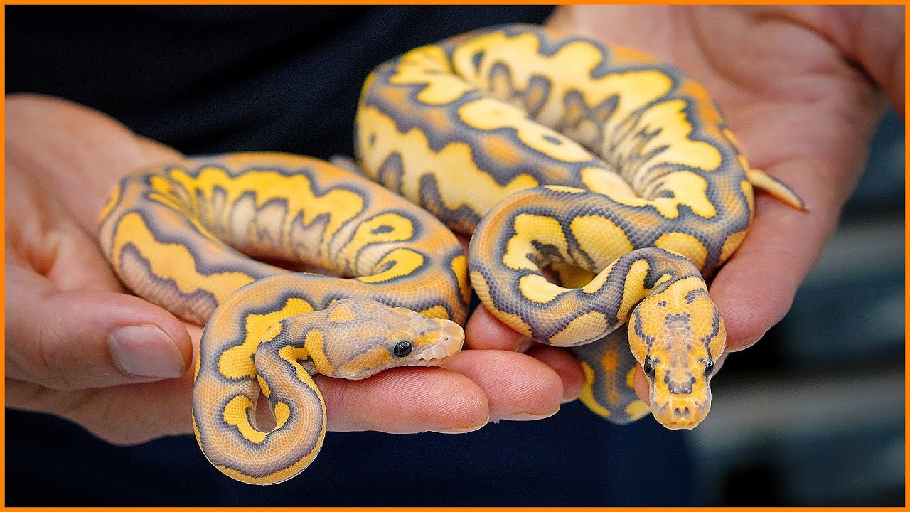 NEW TRIPLE RECESSIVE COMBOS! Hypo Desert Ghost Clowns | #Hetflix 211