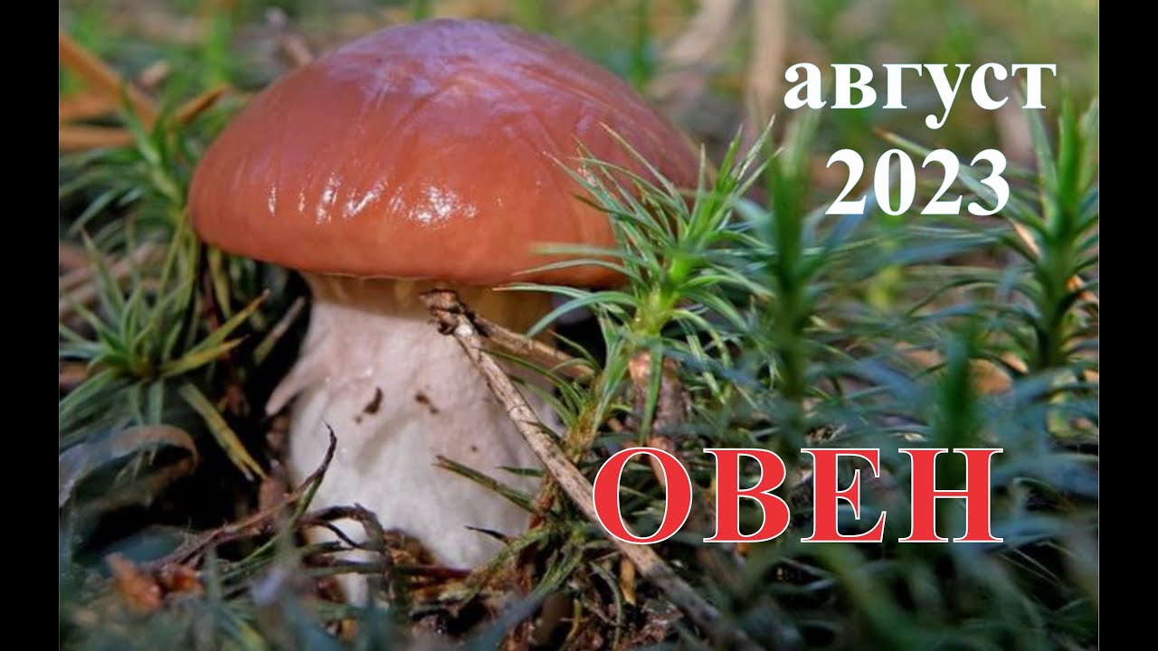 ОВЕН. ТАРО - прогноз на АВГУСТ 2023. Aries Tarot August 2023.