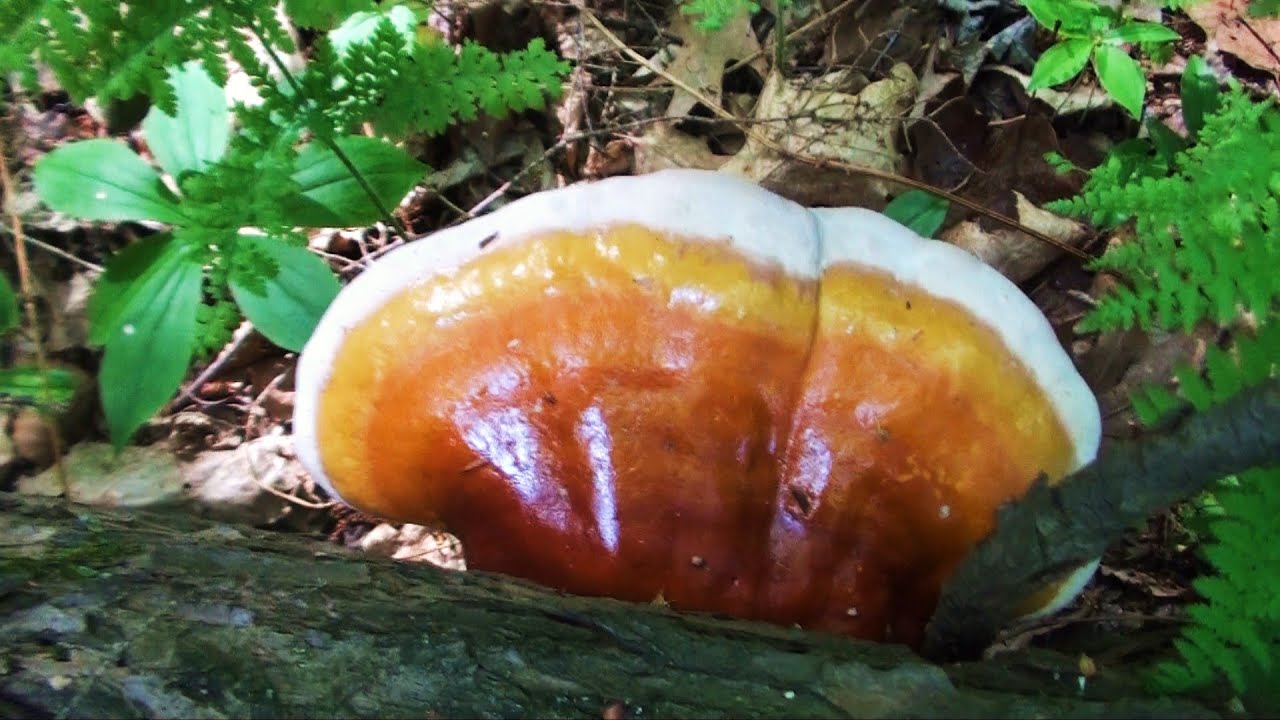Hemlock Varnish Cap Mushroom - How To FIND HARVEST COOK & EAT  Similar to Reishi