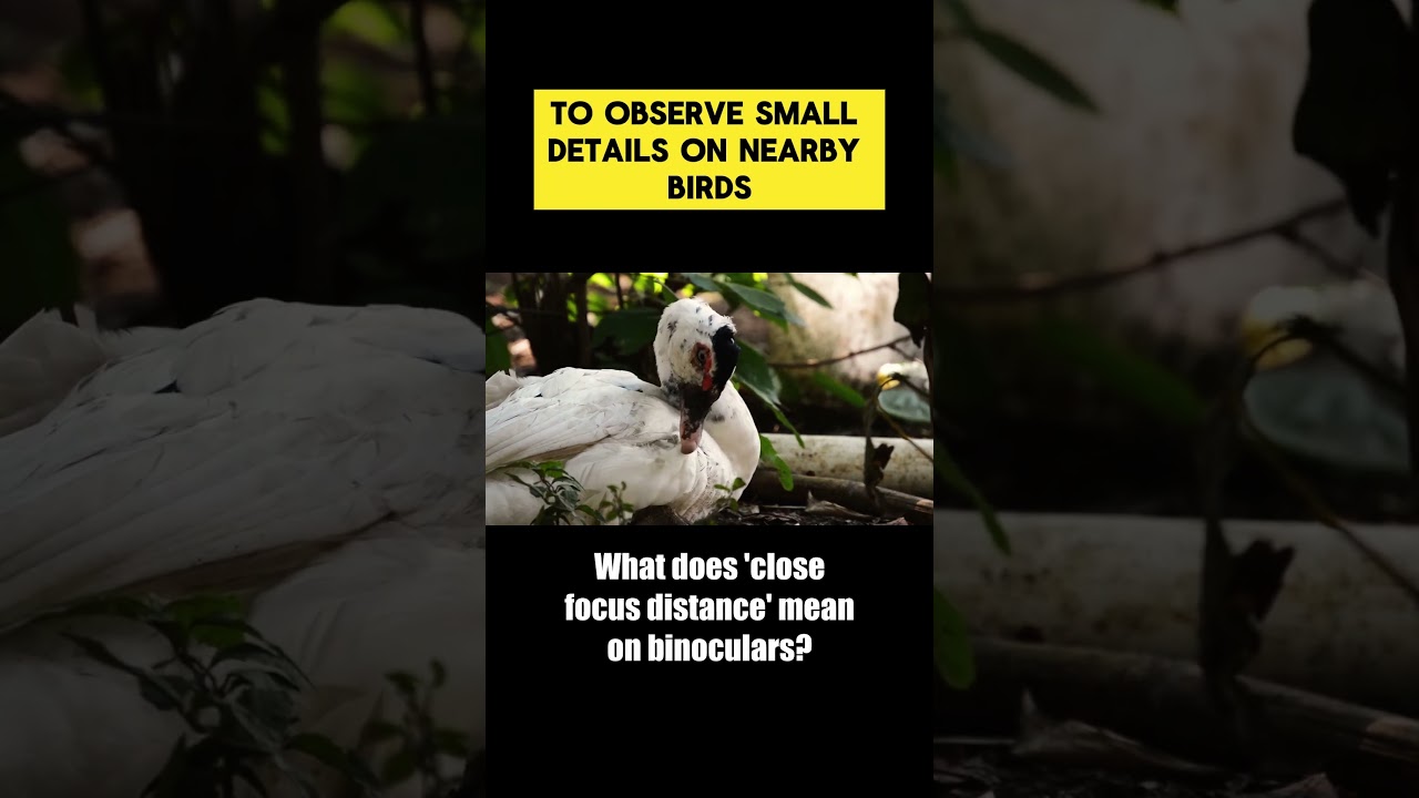 What does 'close focus distance' mean on binoculars? #binoculars #birding  #birdwatchinguk