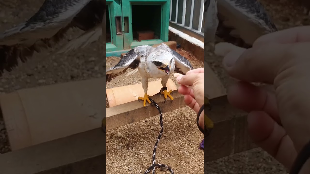 Berapa biaya pakan burung alap-alap? apakah mahal? #alapalaptikus