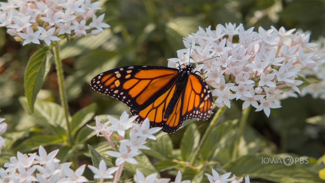 Go Wild: How to Make a Butterfly Garden