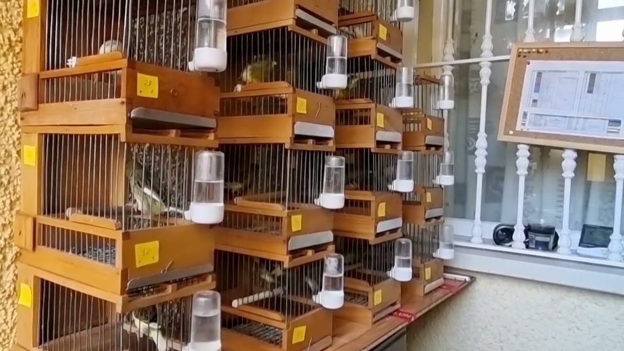Enjaulando a los timbrados! Reorganizo el aviario y sigue la locura!!!🤣🐥👍