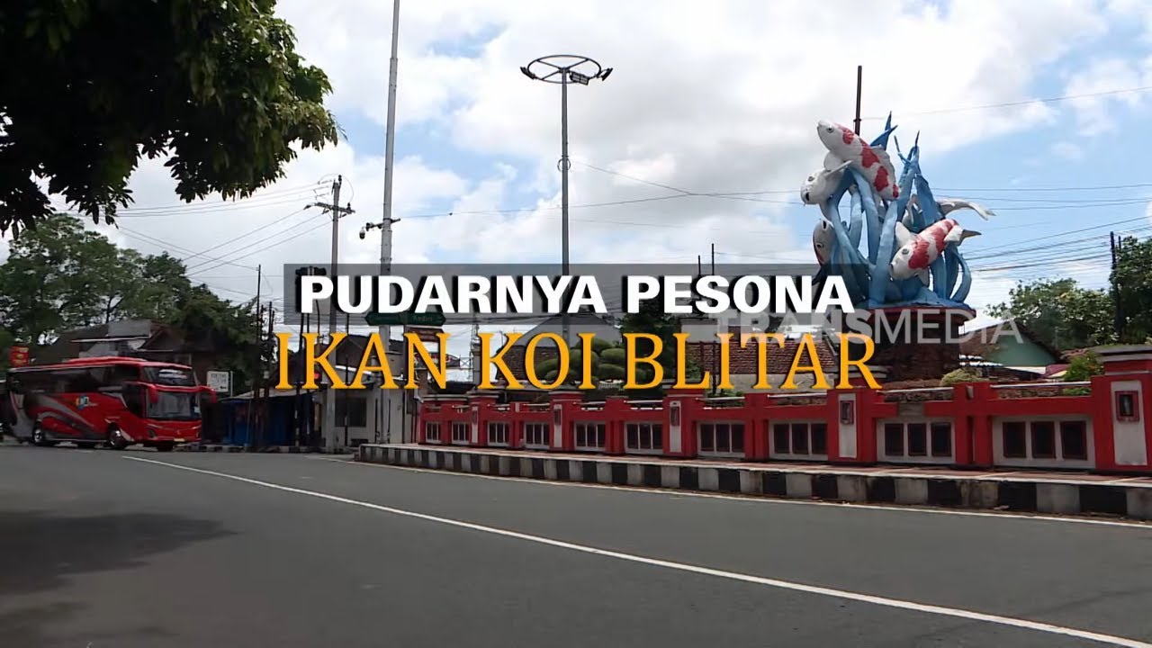 PUDARNYA PESONA IKAN KOI BLITAR | INDONESIAKU (20/01/26)