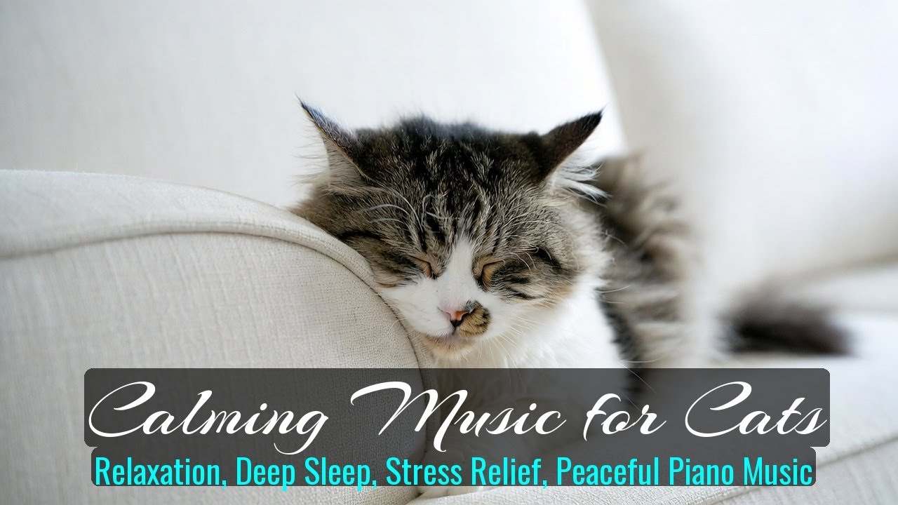 LIVE 😴 Calm Fireplace Sounds for Cats 🔥 | Season 56