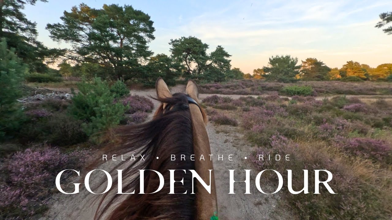 Sunset Ride Through the Dutch Desert, Purple Heather, and Cute Alpacas | Doornspijk