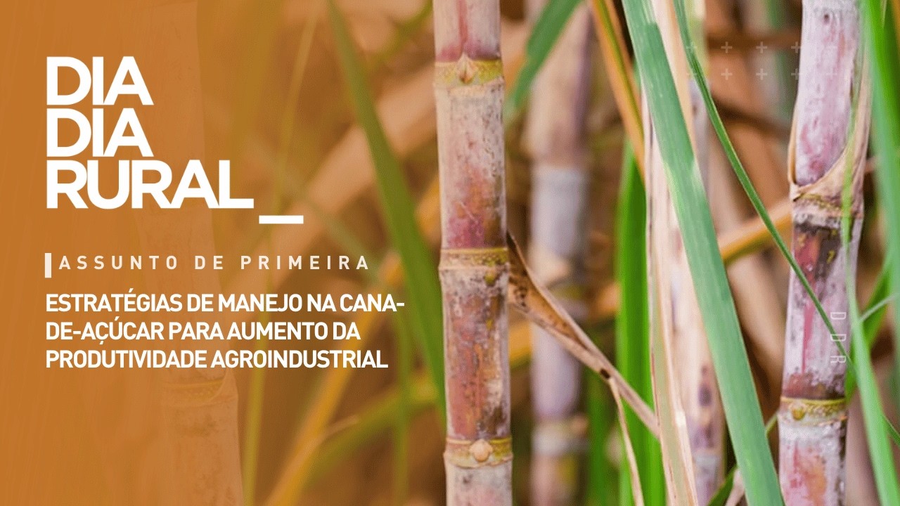 Estratégias de manejo na cana-de-açúcar para aumento da produtividade agroindustrial