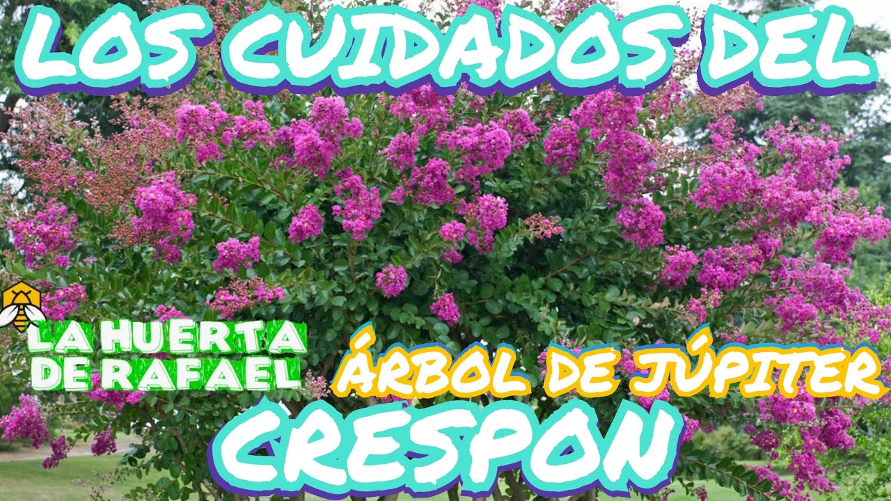 Los cuidados del crespón o árbol de Júpiter|El cultivo del crespón o árbol de Júpiter|10MaTemporada