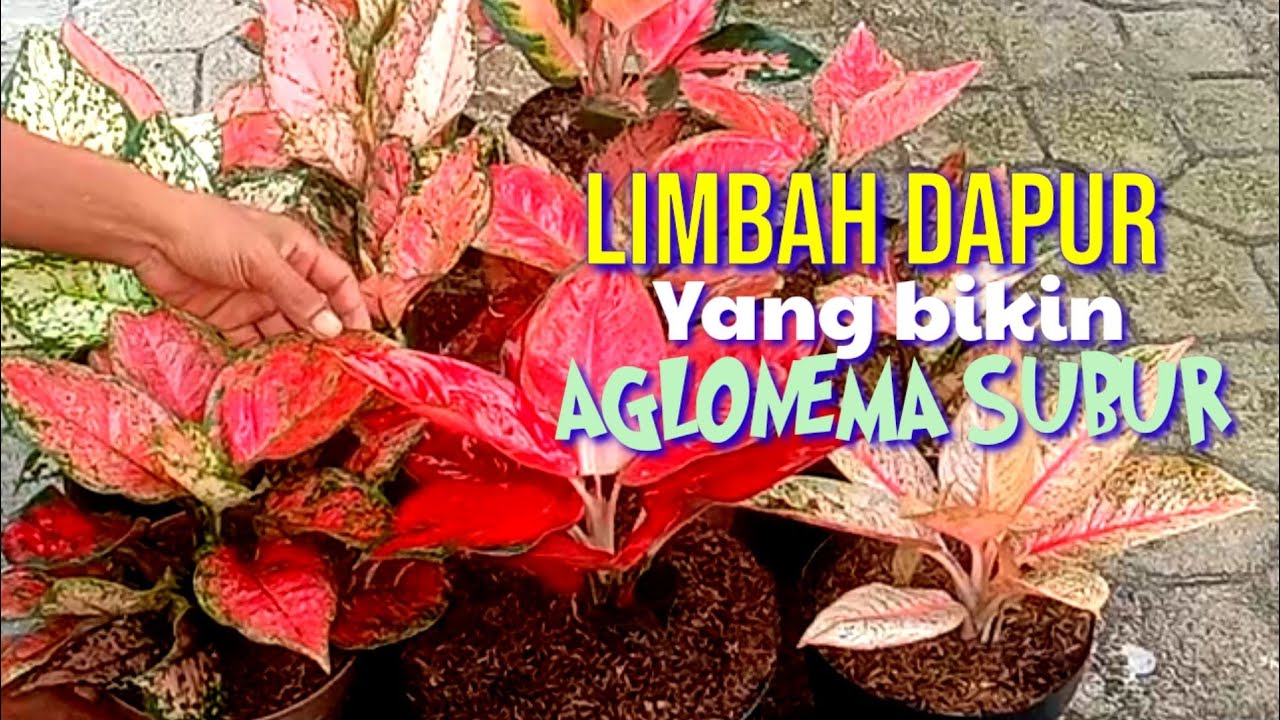 RAHASIA PERAWATAN AGLONEMA AGAR JADI SUBUR ‼️LIMBAH DAPUR@SIGIT FLORIST