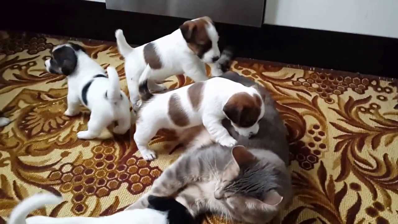 Jack Russell Puppies playing with cat