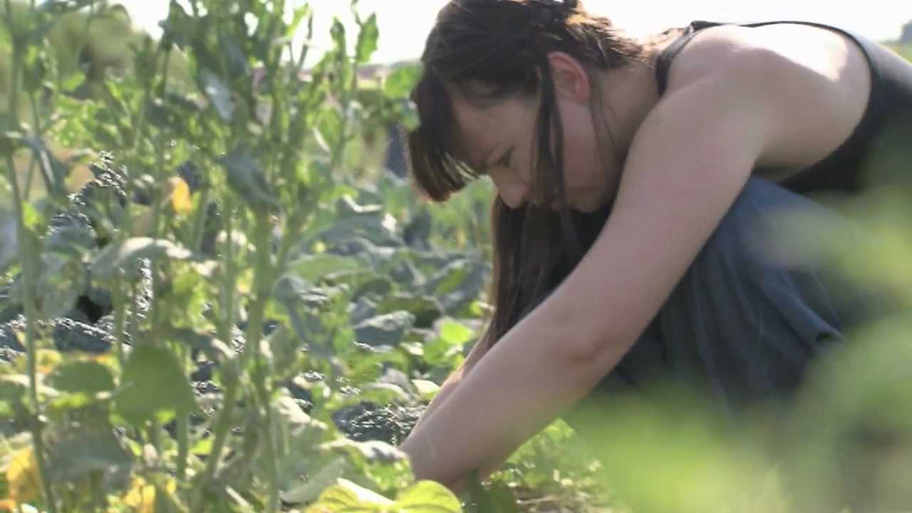 Gartenglück. Gemüse selbst ernten!