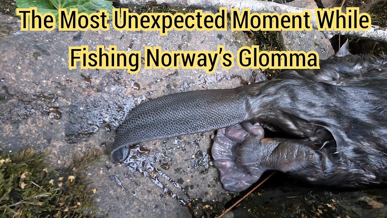 Fishing on the Glomma River – I Never Expected THIS! Norway 🇳🇴 