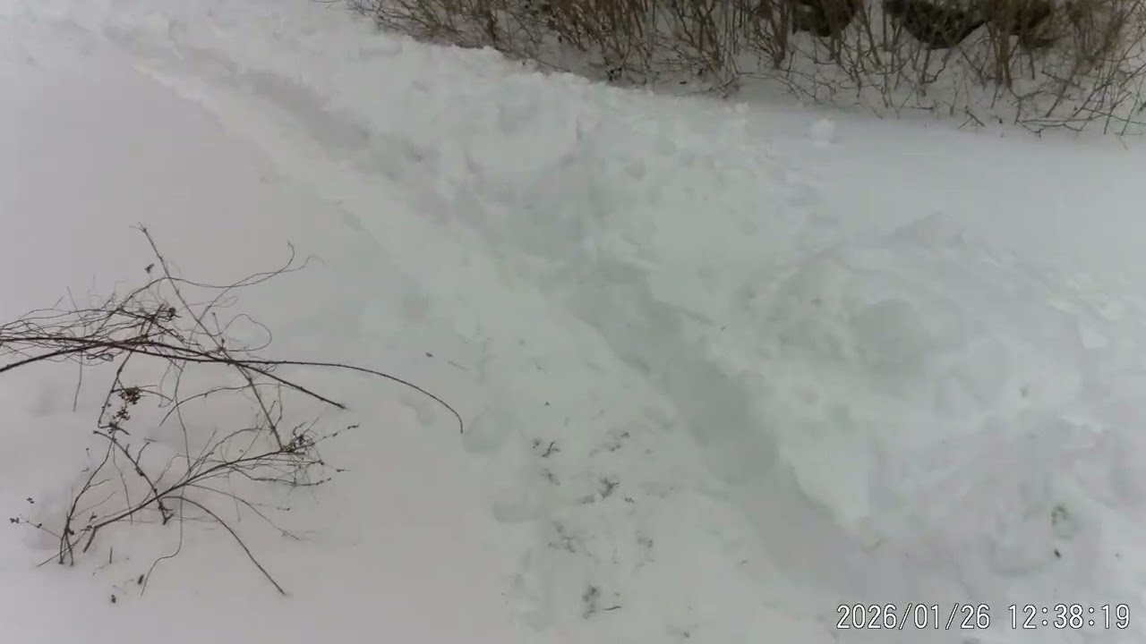 1/26/26 deep snow....shovelled job.