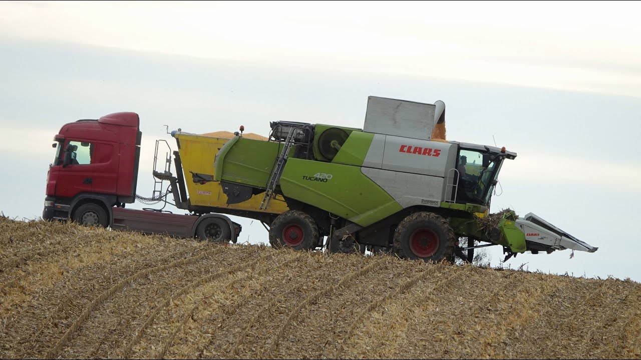 Styczniowe Żniwa 2025 || Claas Tucano 420 ||