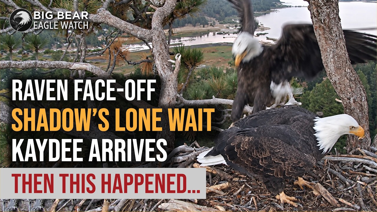 After a Raven Face-Off, Shadow Waited Alone at Nest&hellip; Then Kaydee Finally Arrived | Big Bear Eagles
