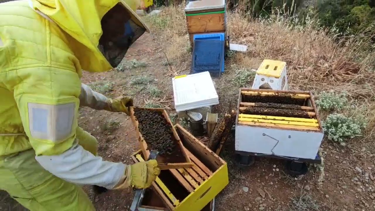 Μελισσοκομικοί χειρισμοί λίγο πριν το θυμάρι .