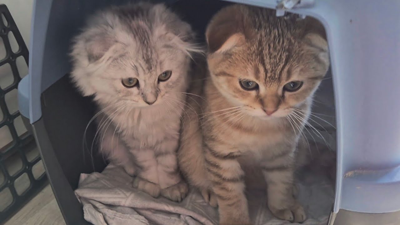 Котята после ареста 😊