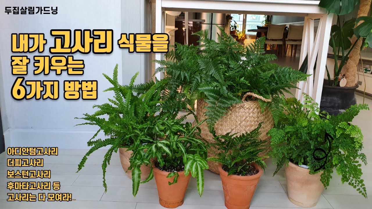 실내에서 고사리 싱싱하고 풍성하게 키우는 6가지 방법//6 ways to grow fern indoors in abundance and freshness