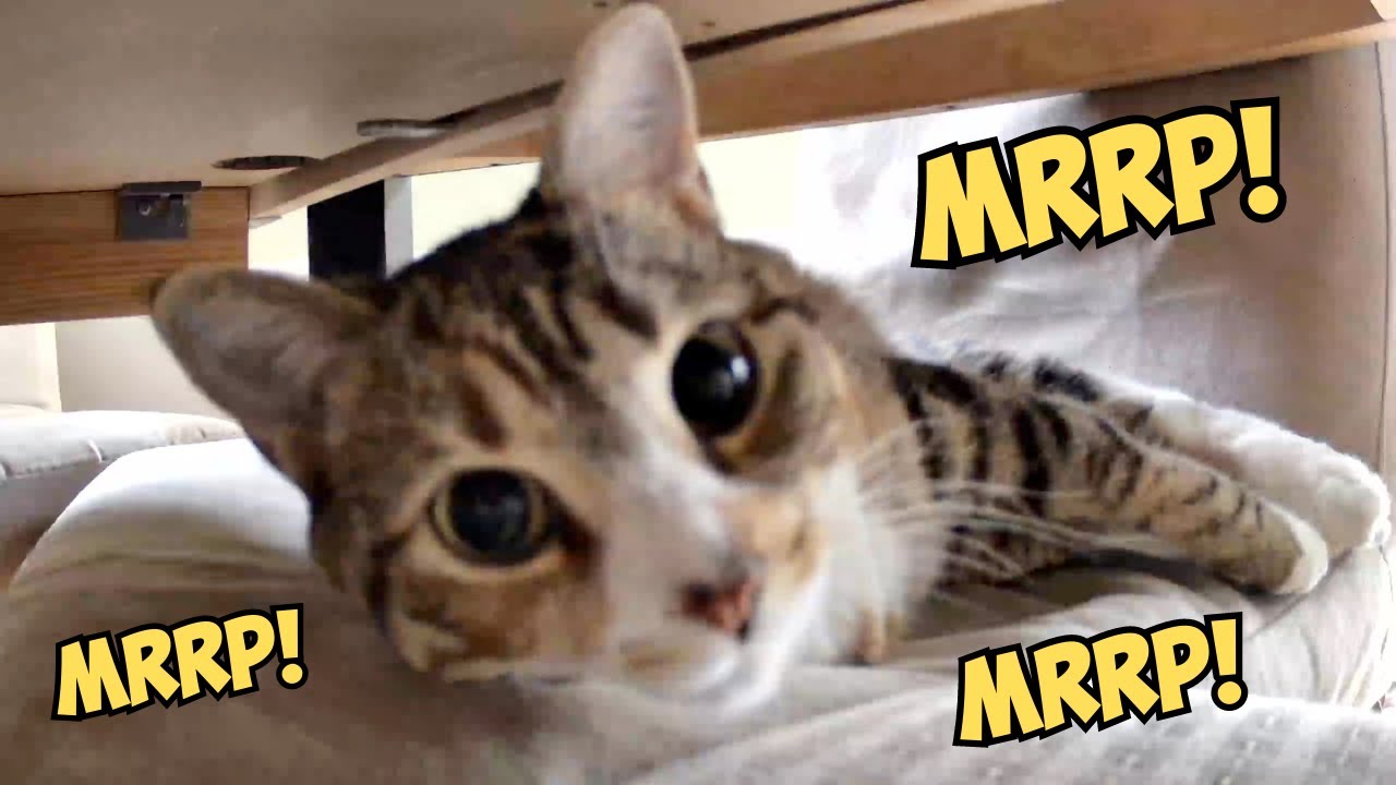 Cat&rsquo;s Cutest Activation Noise! (