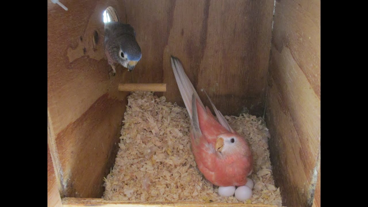 Bourke Parakeets Newly Hatched, day-by-day from 4 Tame Hens