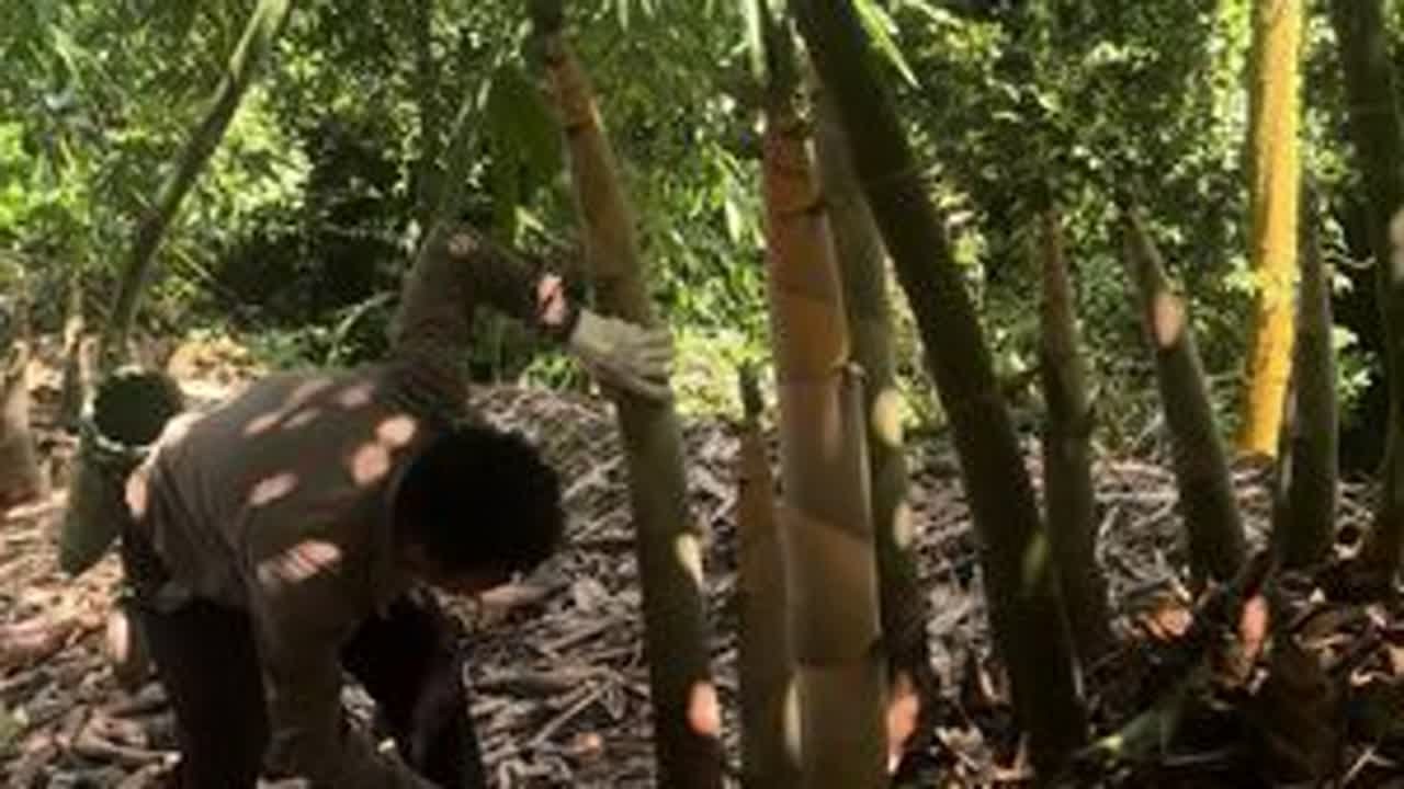 #麻竹笋之乡 #麻竹笋 #户外剥笋