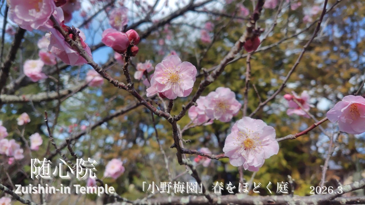 【京都】随心院「小野梅園」2026 3