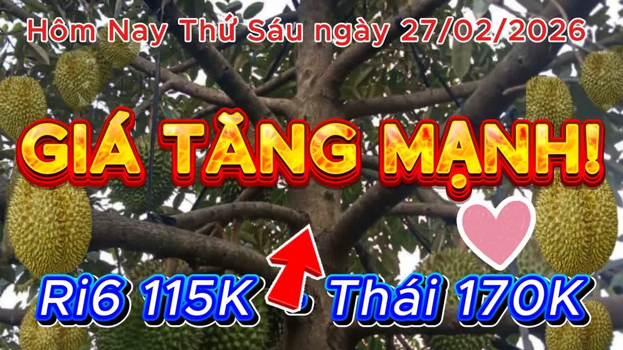 Giá Sầu Riêng Sáng 27/02/2026 🔥 Ri6 TĂNG MẠNH 115K | Thị Trường Miền Tây Sôi Động