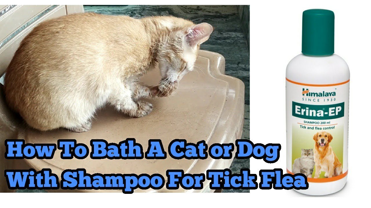 How To Bath A Cat or Dog With Shampoo For Tick Flea | Gingercats